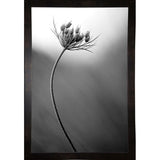 Queen Anne's B&W-THOHAN127136 Print 18.75"x12.5" by Thomas Haney