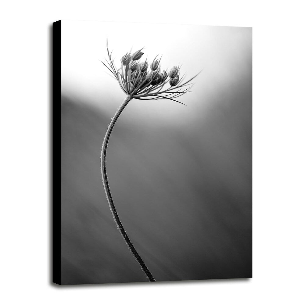 Queen Anne's B&W-THOHAN127136 Print 18.75"x12.5" by Thomas Haney