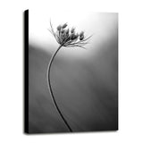 Queen Anne's B&W-THOHAN127136 Print 18.75"x12.5" by Thomas Haney