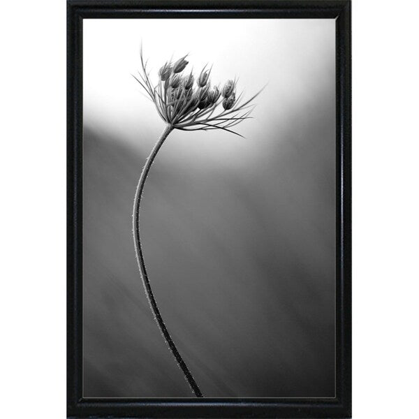 Queen Anne's B&W-THOHAN127136 Print 18.75"x12.5" by Thomas Haney