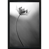 Queen Anne's B&W-THOHAN127136 Print 18.75"x12.5" by Thomas Haney