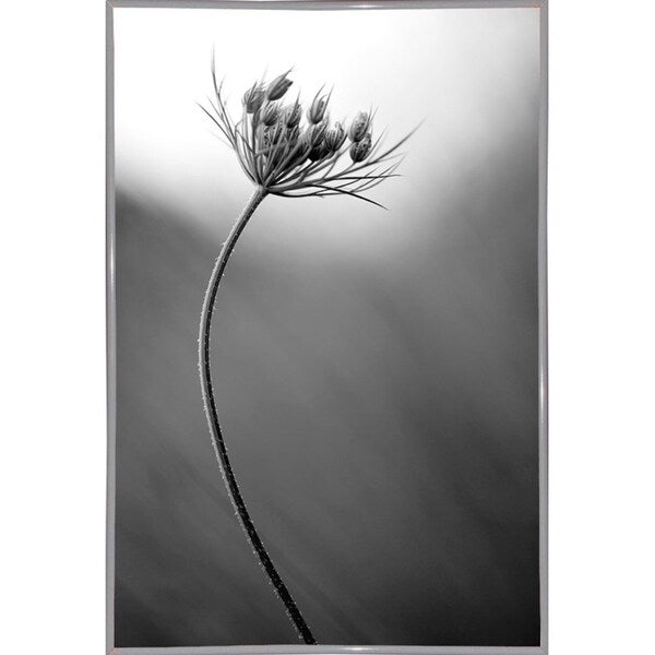 Queen Anne's B&W-THOHAN127136 Print 18.75"x12.5" by Thomas Haney