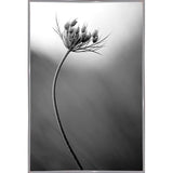 Queen Anne's B&W-THOHAN127136 Print 18.75"x12.5" by Thomas Haney