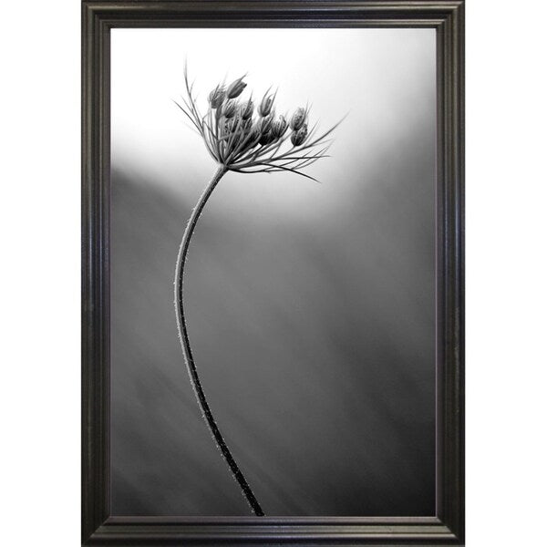 Queen Anne's B&W-THOHAN127136 Print 18.75"x12.5" by Thomas Haney