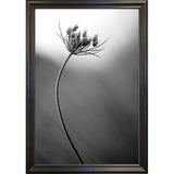 Queen Anne's B&W-THOHAN127136 Print 18.75"x12.5" by Thomas Haney