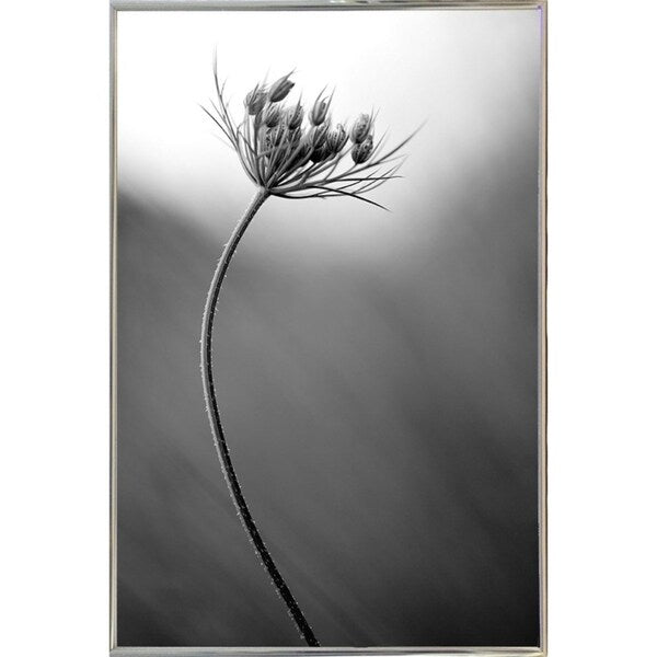 Queen Anne's B&W-THOHAN127136 Print 18.75"x12.5" by Thomas Haney