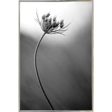 Queen Anne's B&W-THOHAN127136 Print 18.75"x12.5" by Thomas Haney