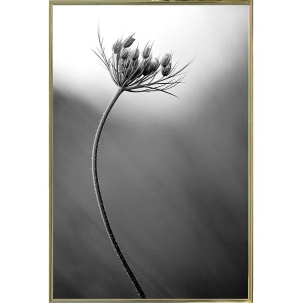 Queen Anne's B&W-THOHAN127136 Print 18.75"x12.5" by Thomas Haney