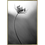 Queen Anne's B&W-THOHAN127136 Print 18.75"x12.5" by Thomas Haney
