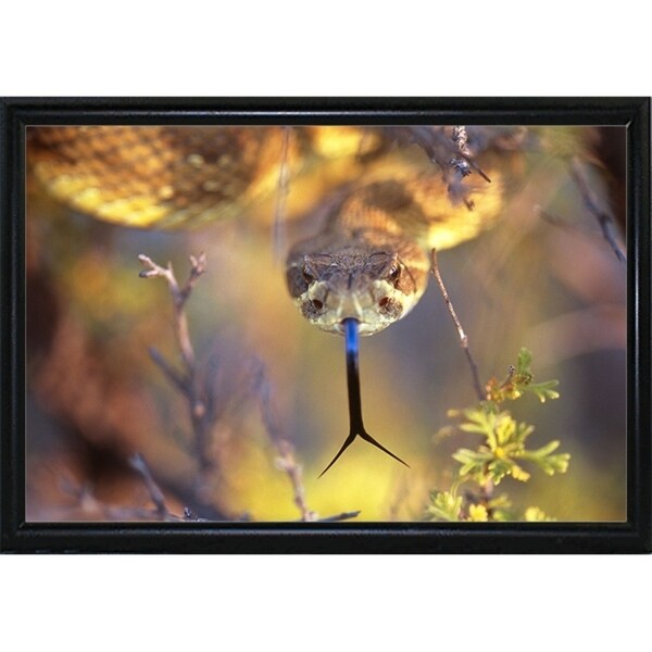Rattle-THOHAN127137 Print 12"x18" by Thomas Haney