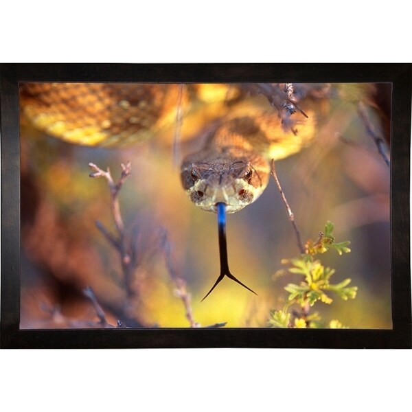 Rattle-THOHAN127137 Print 12"x18" by Thomas Haney