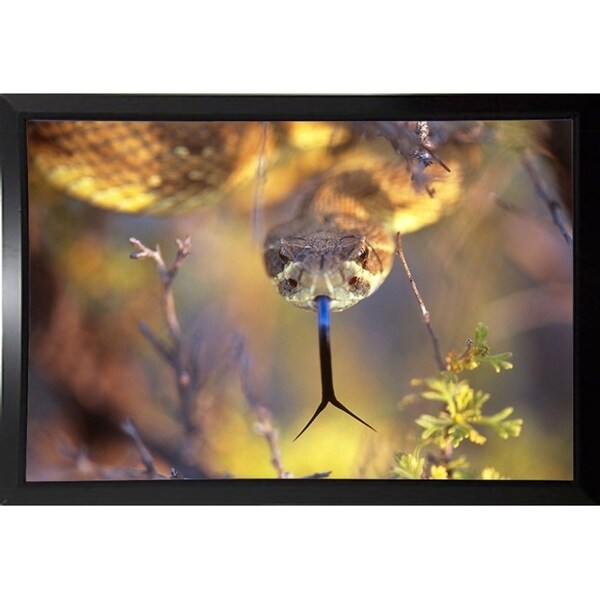 Rattle-THOHAN127137 Print 12"x18" by Thomas Haney