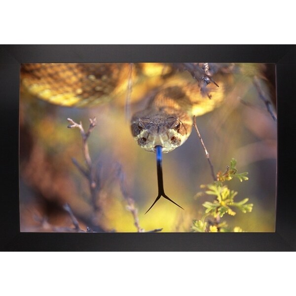 Rattle-THOHAN127137 Print 12"x18" by Thomas Haney