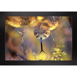 Rattle-THOHAN127137 Print 12"x18" by Thomas Haney