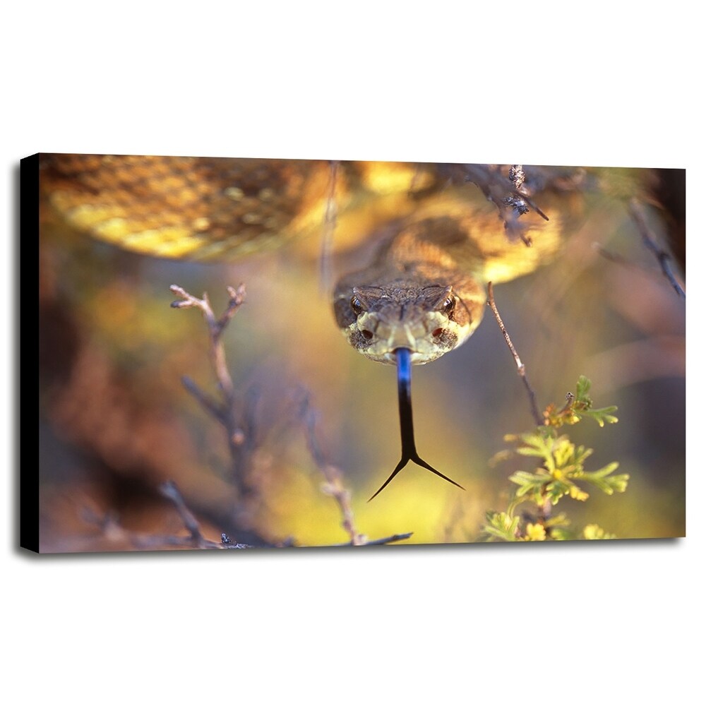 Rattle-THOHAN127137 Print 12"x18" by Thomas Haney