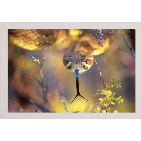 Rattle-THOHAN127137 Print 12"x18" by Thomas Haney