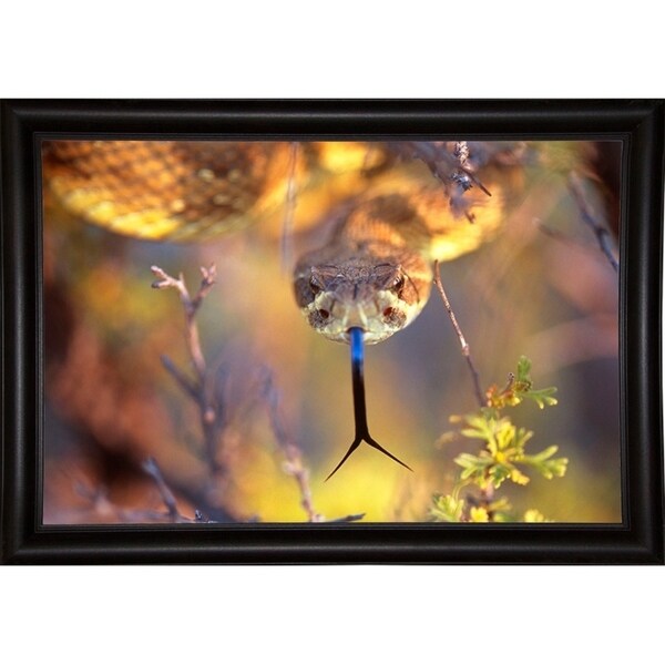 Rattle-THOHAN127137 Print 12"x18" by Thomas Haney