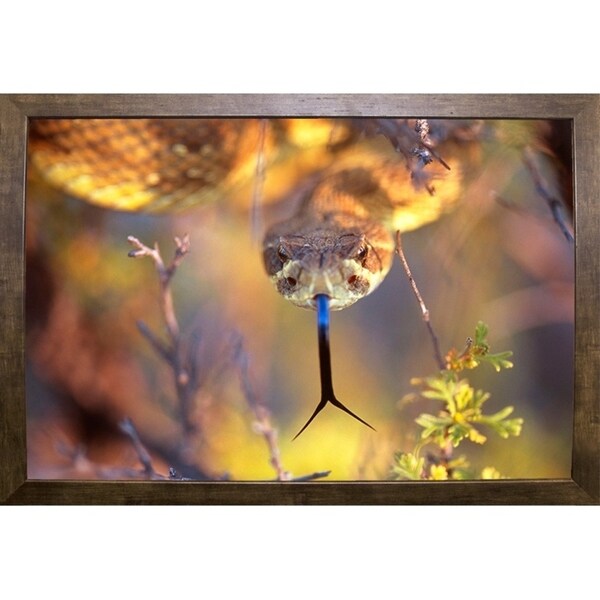 Rattle-THOHAN127137 Print 12"x18" by Thomas Haney