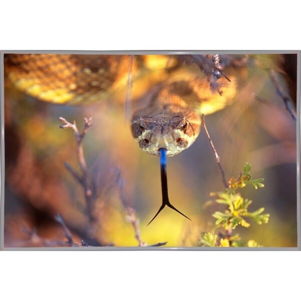 Rattle-THOHAN127137 Print 12"x18" by Thomas Haney