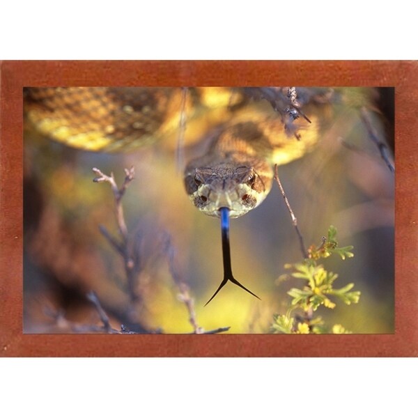 Rattle-THOHAN127137 Print 12"x18" by Thomas Haney