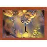 Rattle-THOHAN127137 Print 12"x18" by Thomas Haney