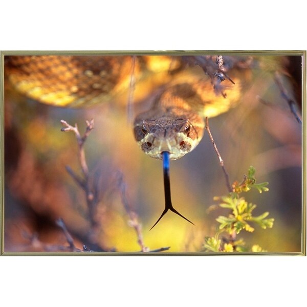 Rattle-THOHAN127137 Print 12"x18" by Thomas Haney