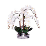 Real Touch Phalaenopsis Orchids /Moss/pebbles in Glass Silver Bowl