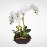Real Touch White Phalaenopsis Silk Orchids with Succulents in a Modern Metal Container