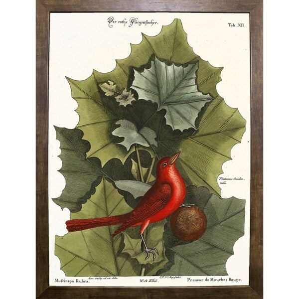 Red Bird-VINAPP130589 Framed Print 22"x16.25" by Vintage Apple Collection