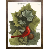Red Bird-VINAPP130589 Framed Print 22"x16.25" by Vintage Apple Collection