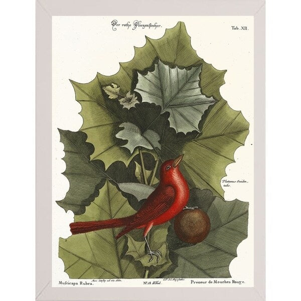 Red Bird-VINAPP130589 Framed Print 22"x16.25" by Vintage Apple Collection