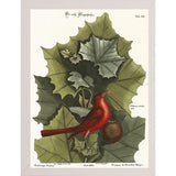Red Bird-VINAPP130589 Framed Print 22"x16.25" by Vintage Apple Collection