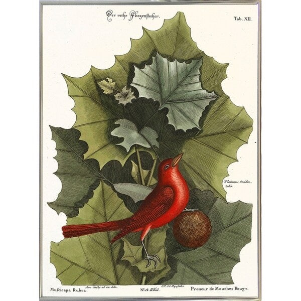 Red Bird-VINAPP130589 Framed Print 22"x16.25" by Vintage Apple Collection