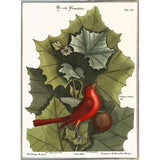 Red Bird-VINAPP130589 Framed Print 22"x16.25" by Vintage Apple Collection