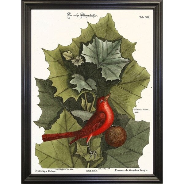 Red Bird-VINAPP130589 Framed Print 22"x16.25" by Vintage Apple Collection
