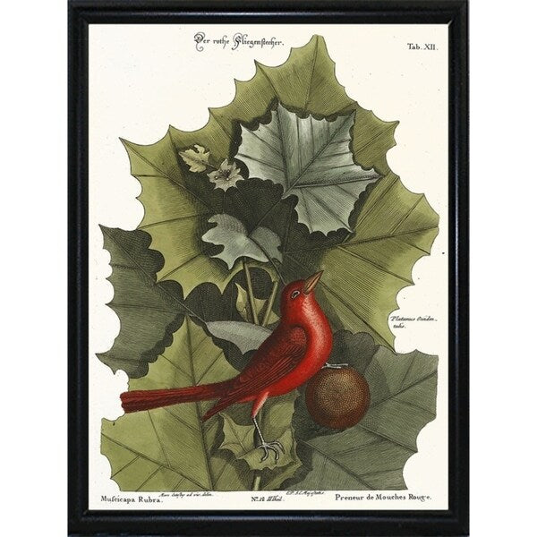 Red Bird-VINAPP130589 Framed Print 22"x16.25" by Vintage Apple Collection