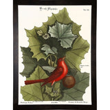 Red Bird-VINAPP130589 Framed Print 22"x16.25" by Vintage Apple Collection