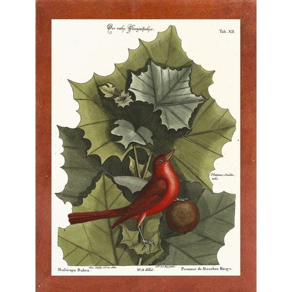 Red Bird-VINAPP130589 Framed Print 22"x16.25" by Vintage Apple Collection