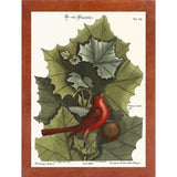 Red Bird-VINAPP130589 Framed Print 22"x16.25" by Vintage Apple Collection