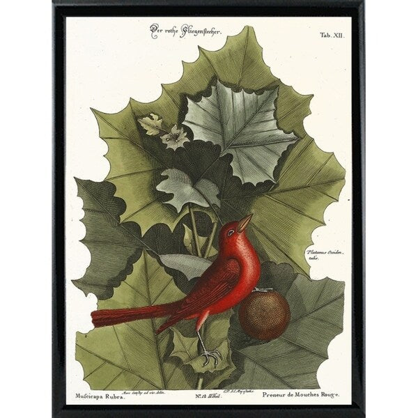 Red Bird-VINAPP130589 Framed Print 22"x16.25" by Vintage Apple Collection