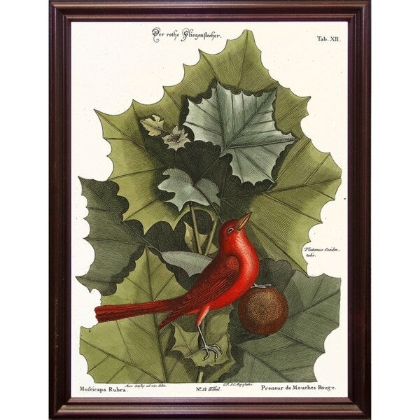 Red Bird-VINAPP130589 Framed Print 22"x16.25" by Vintage Apple Collection