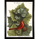 Red Bird-VINAPP130589 Framed Print 22"x16.25" by Vintage Apple Collection