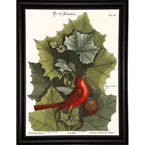 Red Bird-VINAPP130589 Framed Print 22"x16.25" by Vintage Apple Collection