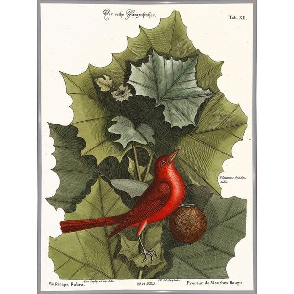 Red Bird-VINAPP130589 Framed Print 22"x16.25" by Vintage Apple Collection