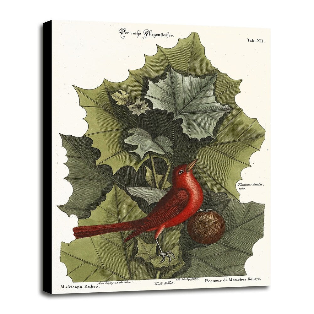 Red Bird-VINAPP130589 Framed Print 22"x16.25" by Vintage Apple Collection