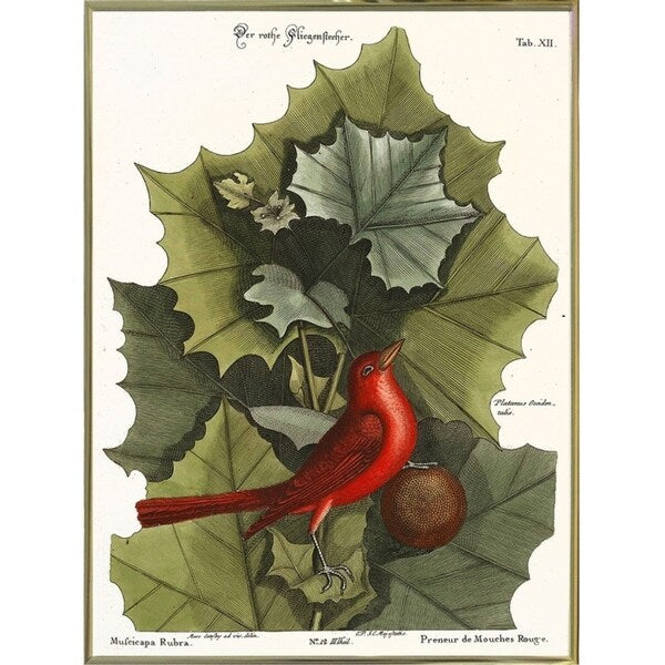 Red Bird-VINAPP130589 Framed Print 22"x16.25" by Vintage Apple Collection