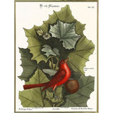 Red Bird-VINAPP130589 Framed Print 22"x16.25" by Vintage Apple Collection