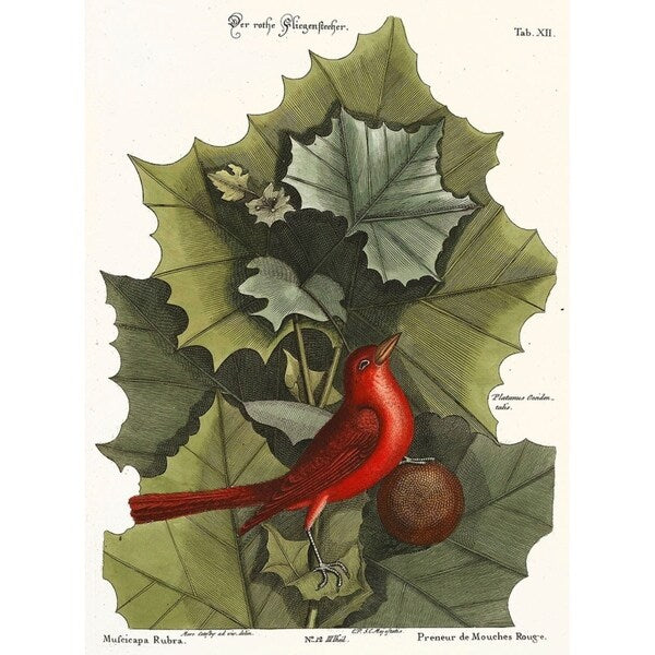 Red Bird-VINAPP130589 Framed Print 22"x16.25" by Vintage Apple Collection