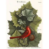 Red Bird-VINAPP130589 Framed Print 22"x16.25" by Vintage Apple Collection