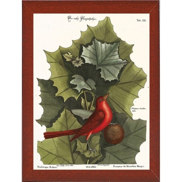 Red Bird-VINAPP130589 Framed Print 22"x16.25" by Vintage Apple Collection